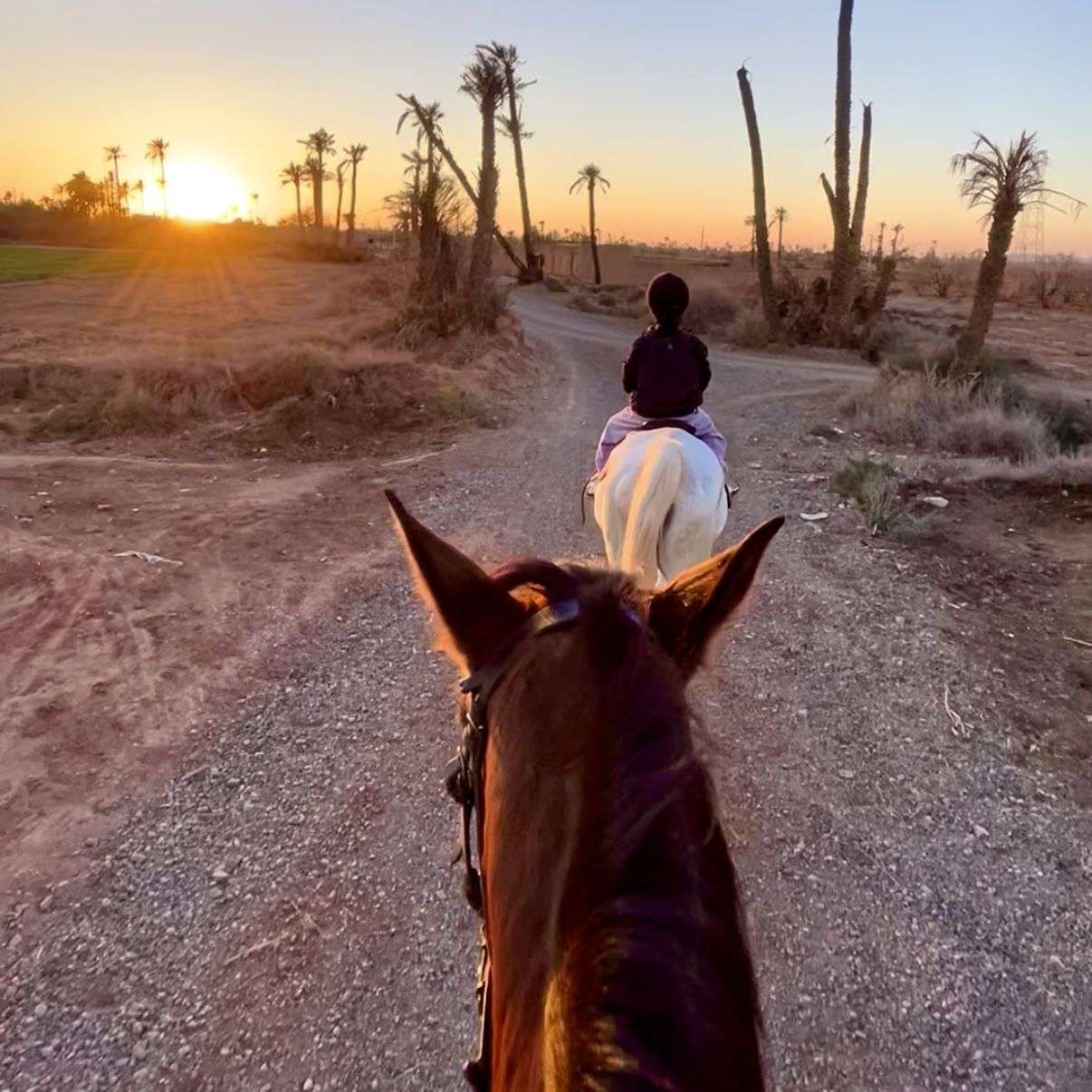 Balade à Cheval dans la Palmeraie